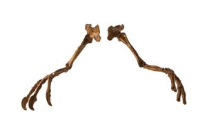 Mongolský dinosaurus Deinocheirus s obřími pažemi a drápy. od Ira Block