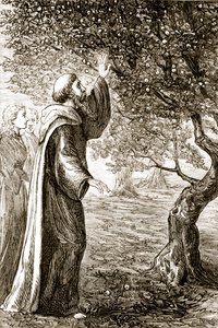 St. Columba mění hořké ovoce na sladké, z knihy Trias Thaumaturga neboli Tři zázrační svatí z Irska od Mary Cusack (1829-99) vydané kolem 90. let 19. století od Irish School