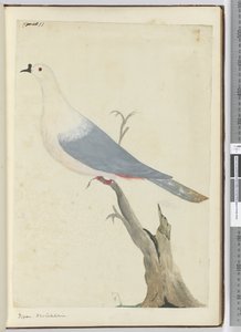 F.11 Holub. Nová Kaledonie, 1772-75 (wc) od Isaac Smith
