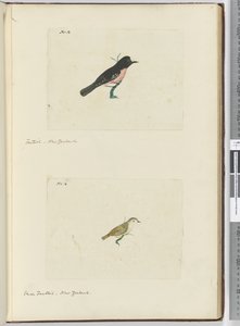 F.13 Fantail. Nový Zéland F.14 Malý vějířovitý. Nový Zéland, 1772-75 (wc) od Isaac Smith
