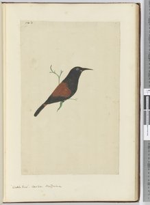 F.18 Pták proutí. Kukačka. Nový Zéland, 1772-75 (wc) od Isaac Smith