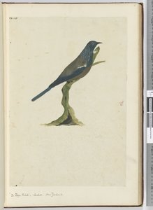 F.20 Ptáček poya, kukačka. Nový Zéland, 1772-75 (wc)