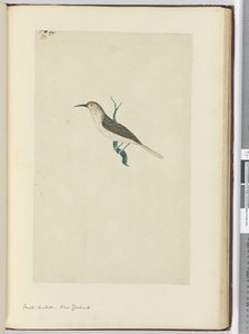 F.23 Malý kukač. Nový Zéland, 1772-75 (wc)