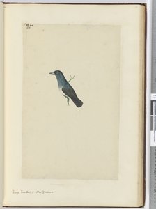 F.25 Velký vějířový ocas. Nový Zéland, 1772-75 (wc) od Isaac Smith