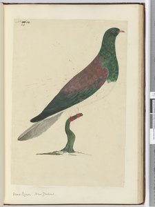 F.26 Holub hřivnáč. Nový Zéland, 1772-75 (wc)