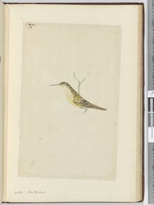 F.28 Kukačka. Nový Zéland, 1772-75 (wc) od Isaac Smith