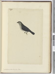 F.30 Novozélandský pták krotký jako červenka, 1772-75 (wc) od Isaac Smith