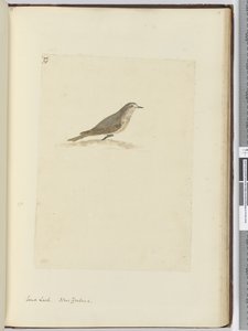 F.31 Skřivan písečný. Nový Zéland, 1772-75 (wc) od Isaac Smith