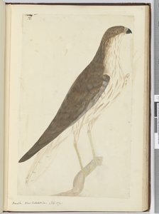 F.32 Hawk. Nová Kaledonie. (září 1774), 1772-75 (wc) od Isaac Smith