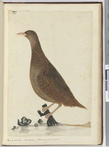F.33 Železniční nebo dřevěná slepice. Nový Zéland. (Krmí malé potůčky), 1772-75 (wc)