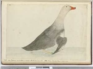 F.35 Kachna zvaná Dostihový kůň díky své rychlosti v běhu po vodě, ale neumí létat. Staten Island Tierra del Fuego. Vážil 29 liber, 1772-75 (wc) od Isaac Smith