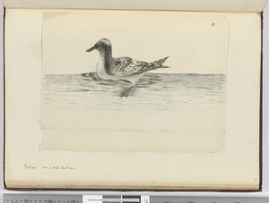 F.37a Pintado. Viděno ve vysoké jižní lat., 1772-75 (wc) od Isaac Smith