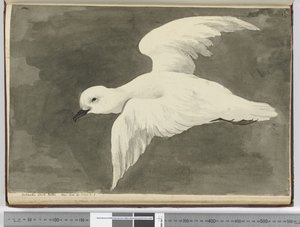F.39 Antarktický buřňák bílý. Viděno lat. 60 až lat. 71 S., 1772-75 (wc) od Isaac Smith