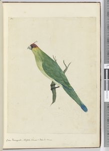 F.3 Zelené parkety. Norfolk Island & Friendly Islands, 1772-75 (wc)