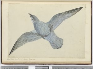 F.41 Petržel modrý. Dusky Bay Nový Zéland. Ve vysoké S. lat., 1772-75 (wc)