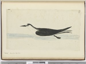 F.44 Přikývnout. Viděno na moři na vysoké S. lat., 1772-75 (wc) od Isaac Smith