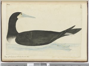 F.46 Shag z Nového Zélandu, který si hnízdí na stromech, 1772-75 (wc) od Isaac Smith