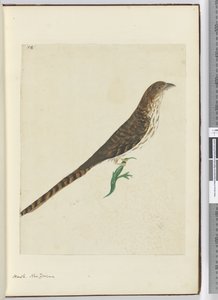F.4 Jestřáb. Nový Zéland, 1772-75 (wc) od Isaac Smith