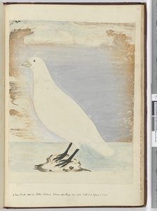 F.51 Nový pták viděný na Staten Island Tierra del Fuego leden 1774. Předpokládá se, že se bude živit na břehu, 1772-75 (wc) od Isaac Smith