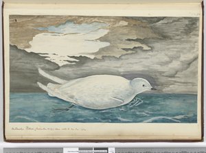 F.53 Antarctic petrel (menší než č. 29) viděný s ledem leden 1772, 1772-75 (wc)
