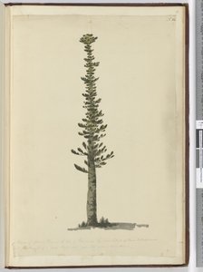 F.54 Druh smrkové borovice na Isle of Pines na jižním konci Nové Kaledonie a vysoký pro stěžně velmi velkého druhu. Viděno v září 1774..., 1772-75 (wc) od Isaac Smith