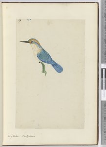 F.9 Král rybář. Nový Zéland, 1772-75 (wc) od Isaac Smith