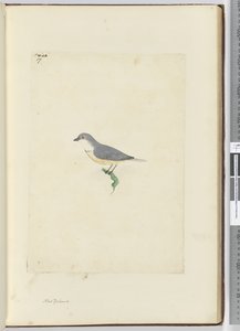 f.17 Neidentifikovaný novozélandský pták, 1772-75 (wc) od Isaac Smith
