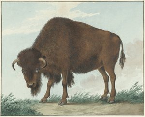 Bizon od Isaac van Haastert