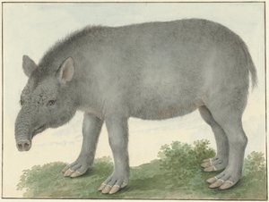 Tapír od Isaac van Haastert
