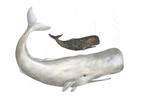 Něžní obři oceánu