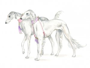 Saluki s jemnými obojky