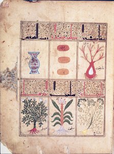 Paní Arabe 2964 fol. 49 Rostliny z Pojednání o Theriacu po Galienovi, 1217 od Islamic School