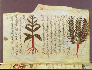 Paní Arabe 4947 fol.84, Rostliny z pojednání Dioscoride, 13. stol. od Islamic School