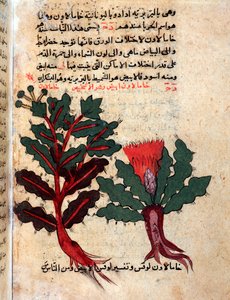 Stránka z lékařského herbáře (rukopis od Islamic School