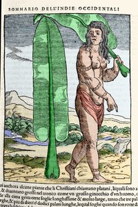 Západoindický domorodec stojící u tabákového listu. Rytina z knihy “” Navigationi and Viaggi”” sv. III od Giovanniho Battisty Ramusia (1485-1557), Benátky 1565. od Italian School