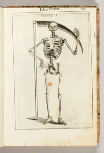 Kostlivec držící kosu ve stylu ponuré sekačky z „De Anatome Corporis Humani Libri VII“ od Guida Guidiho od Italian School