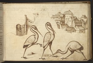 Přidat. 82955, f.107   Ibises (