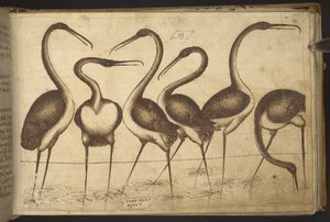 Přidat. 82955, f.110 Ptactvo.   , z Historia Animalium, (skládající se z 245 kreseb perem a inkoustem různých druhů zvířat a bájných tvorů, každý doplněný popisem.)    1595 od Italian School