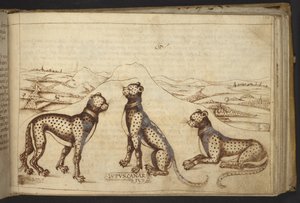 Přidat. 82955, f.170 Panther („kanárský vlk“), z Historia Animalium od Italian School