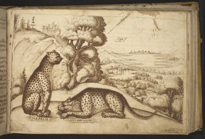 Přidat. 82955, f.176 Leopardi („pardalis sive panthera“).  , z Historia Animalium, (skládající se z 245 kreseb perem a inkoustem různých druhů zvířat a bájných tvorů, každý doplněný popisem.)    1595 od Italian School