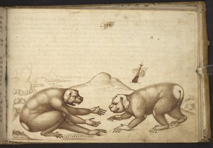 Přidat. 82955, f.244 Bojující stvoření podobná psům („Cinocephalus“), z Historia Animalium od Italian School