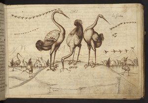 Přidat. 82955, f.33 Cranes (