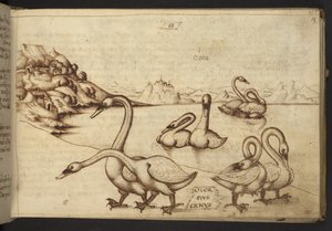 Přidat. 82955, f.57   Labutě (