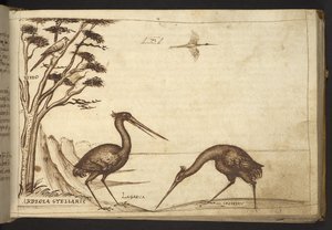 Přidat. 82955, f.70   Volavka („ardeola“).  , z Historia Animalium, (skládající se z 245 kreseb perem a inkoustem různých druhů zvířat a bájných tvorů, každý doplněný popisem.)    1595 od Italian School