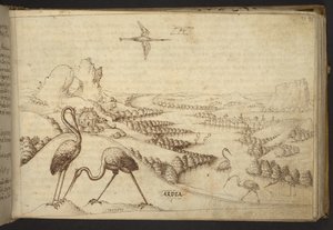 Přidat. 82955, f.93 Volavky („ardea“).  , z Historia Animalium, (skládající se z 245 kreseb perem a inkoustem různých druhů zvířat a bájných tvorů, každý doplněný popisem.)    1595 od Italian School