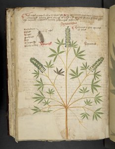 Přidejte MS 41623 f.101v 