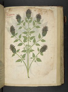 Přidejte MS 41623 f.103r Consolida, od 