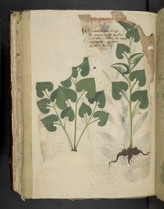 Přidejte MS 41623 f.104v Anthurium, od 