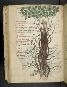 Přidejte MS 41623 f.110v Mangrove tree, z „A herbal“, Belluno (inkoust a barva na pergamenu) od Italian School