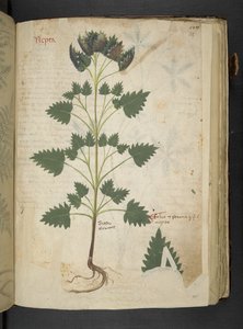 Přidejte MS 41623 f.115r Nepta, od 